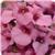 Juliet Pink Diascia