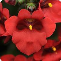 Juliet Red Diascia