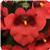 Juliet Red Diascia