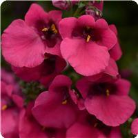 Juliet Rose Diascia