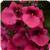 Juliet Rose Diascia