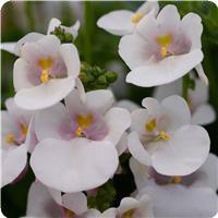 Juliet White Diascia