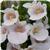 Juliet White Diascia