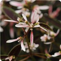 Breathless™ Blush Euphorbia