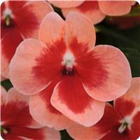 Patchwork Peach Prism Exotic Impatiens