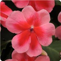 Patchwork Pink Shades Exotic Impatiens