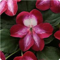 Patchwork Cosmic Burgundy Exotic Impatiens