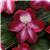 Patchwork Cosmic Burgundy Exotic Impatiens