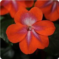 Patchwork Cosmic Orange Exotic Impatiens