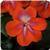 Patchwork Cosmic Orange Exotic Impatiens