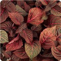 Blazin’ Rose Iresine