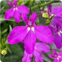 Waterfall Magenta Lobelia