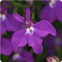 Waterfall Purple Lobelia