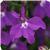 Waterfall Purple Lobelia
