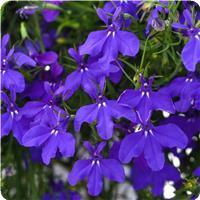 Waterfall Dark Blue Lobelia