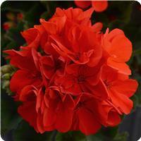 Fantasia™ Scarlet Zonal Geranium