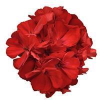 Fantasia™ Dark Red Zonal Geranium