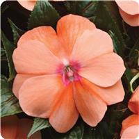 Celebration Apricot New Guinea Impatiens