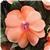 Celebration Apricot New Guinea Impatiens