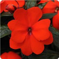 Celebration Orange New Guinea Impatiens