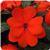 Celebration Orange New Guinea Impatiens