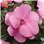 Celebration Pink New Guinea Impatiens