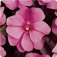 Celebration Purple Star New Guinea Impatiens