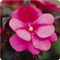 Celebration Rose Star New Guinea Impatiens