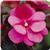 Celebration Rose Star New Guinea Impatiens