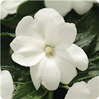 Celebration White New Guinea Impatiens