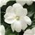 Celebration White New Guinea Impatiens