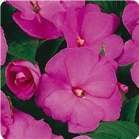 Celebration Lavender Glow New Guinea Impatiens