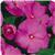 Celebration Lavender Glow New Guinea Impatiens