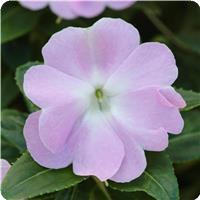 Celebration Icy Blue New Guinea Impatiens