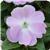 Celebration Icy Blue New Guinea Impatiens