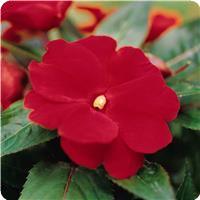 Celebration Deep Red New Guinea Impatiens