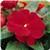 Celebration Deep Red New Guinea Impatiens