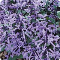 Mona Lavender Plectranthus