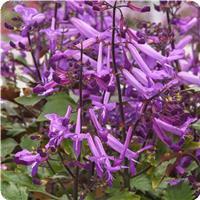 Mona Purple Plectranthus