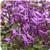 Mona Purple Plectranthus