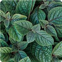 Nico Plectranthus