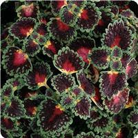 Lava Rose Coleus