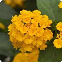 Landmark Gold Lantana