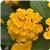 Landmark Gold Lantana