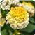 Landmark Lemon Glow Lantana