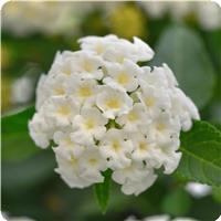 Landmark White 26 Lantana