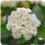 Landmark White 26 Lantana