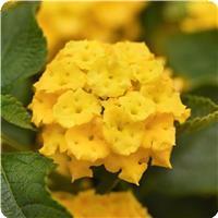 Landmark Yellow 26 Lantana