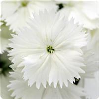 Floral Lace White Dianthus