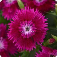 Ideal Select Violet Dianthus